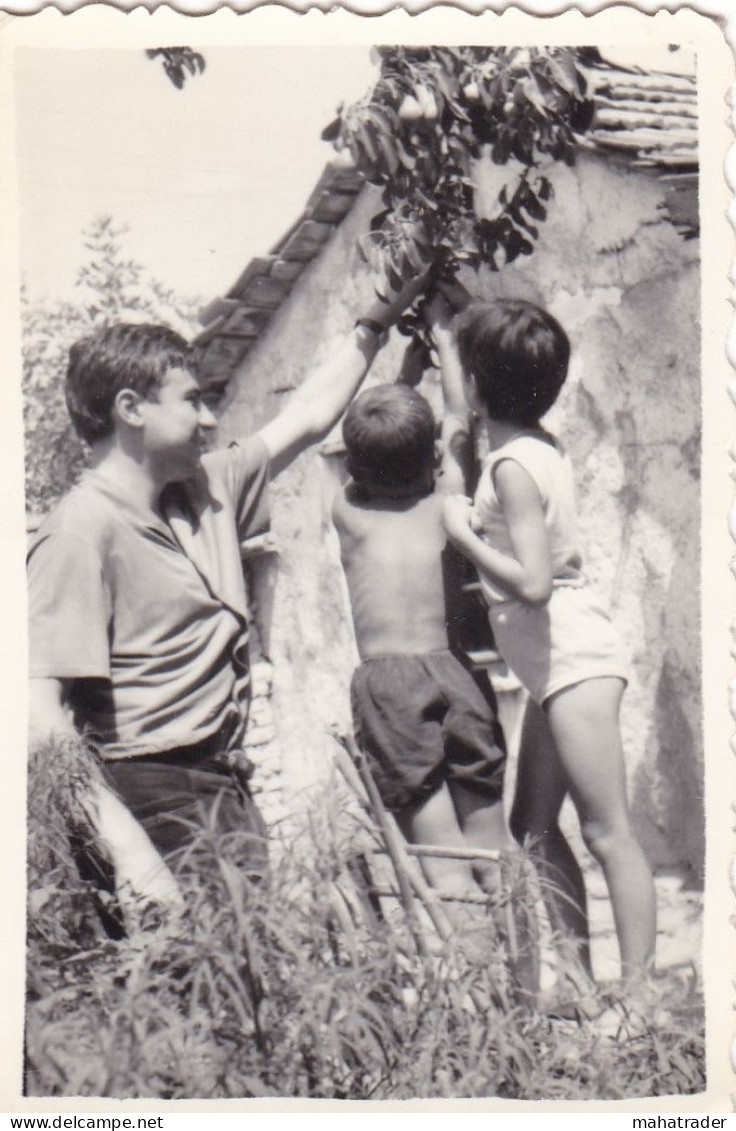 Old Real Original Photo - Man Little Boys Picking Fruits - Ca. 8.5x6 Cm - Anonymous Persons