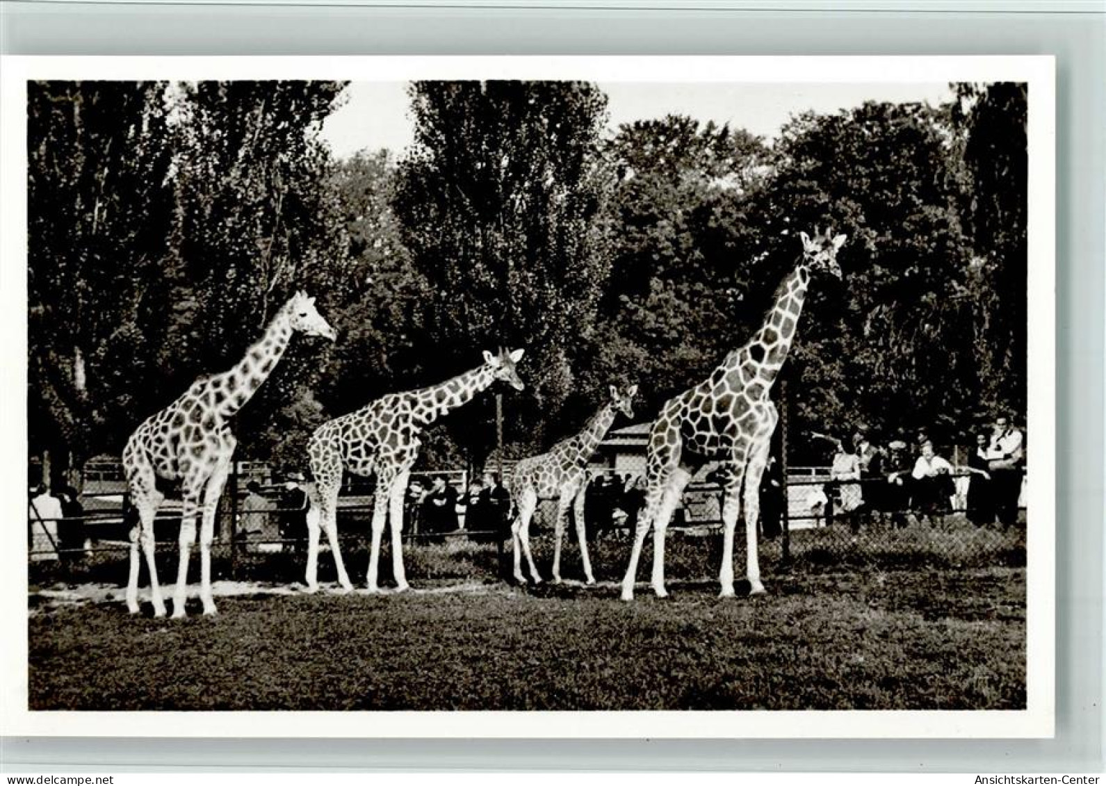 10536011 - Zoo Muenchen Nr. 7 Netz-Giraffen -  Tierpark - Autres & Non Classés