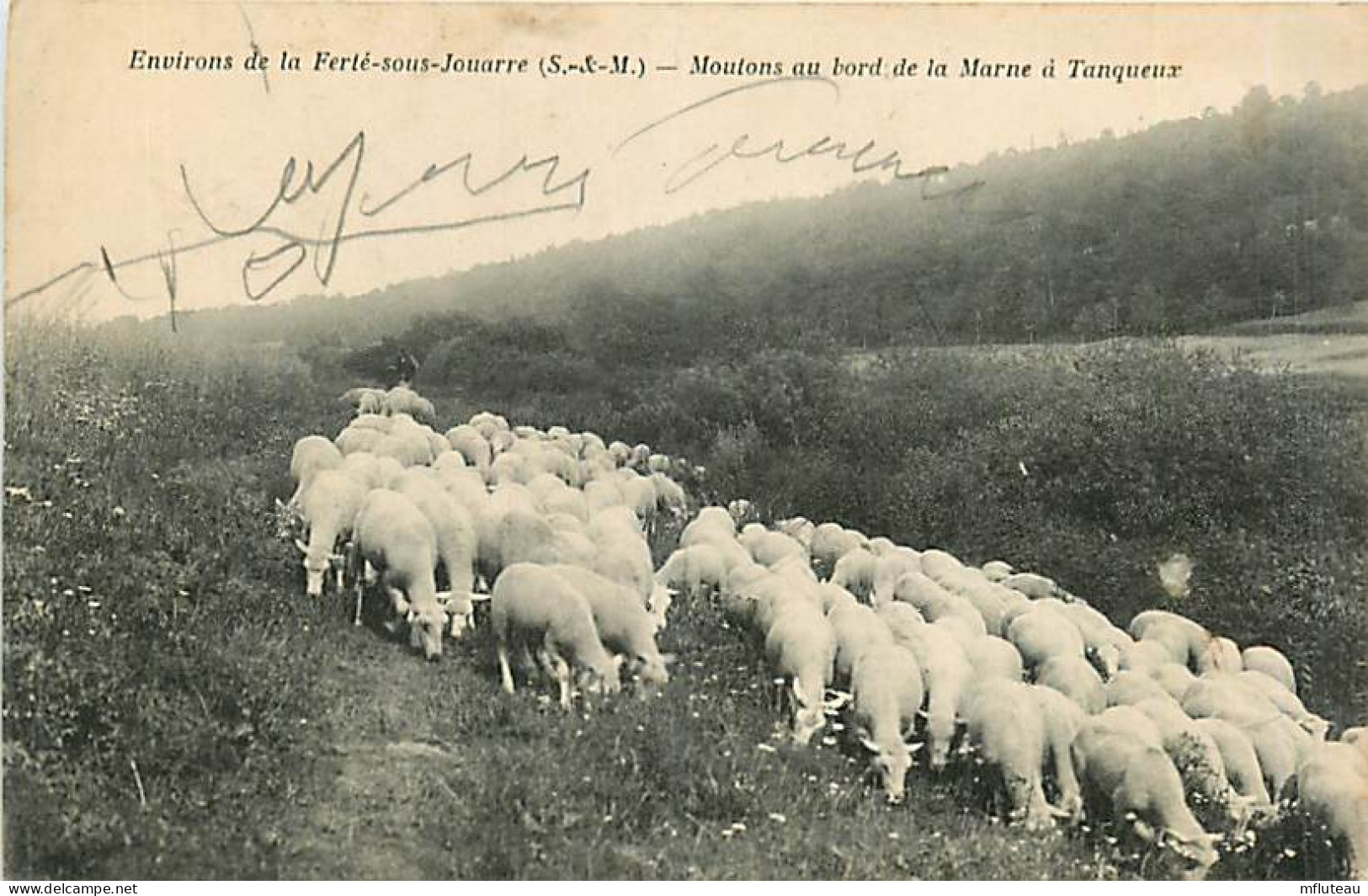 77* TANQUEUX  Moutons En Bord De Marne          RL08.0210 - Breeding