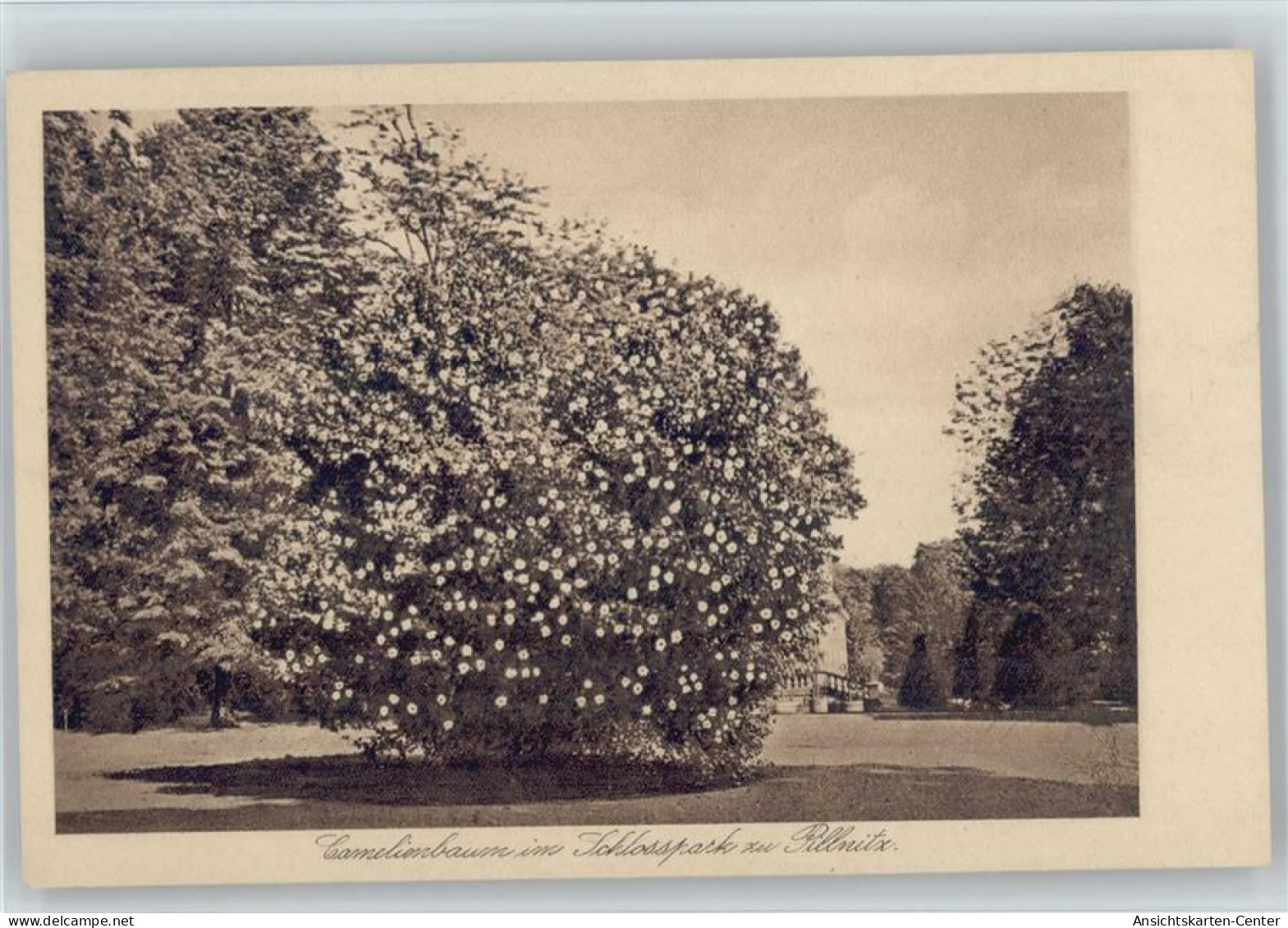 12046611 - Baeume Camelienbaum Im Schlosspark Zu Pillnitz - Autres & Non Classés