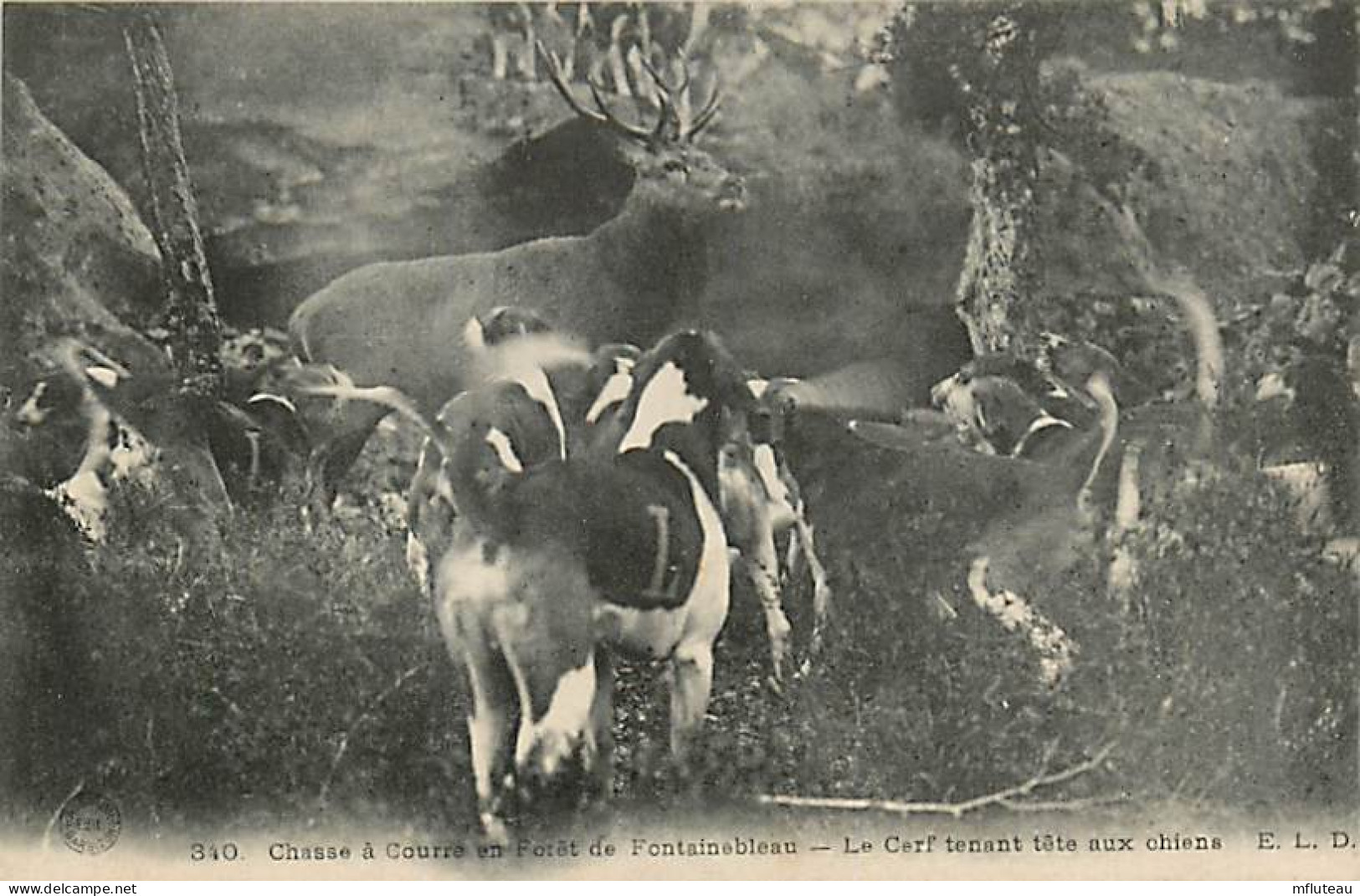 77* FONTAINEBLEAU Chasse A Courre  Cerf  Chiens           RL08.0124 - Hunting