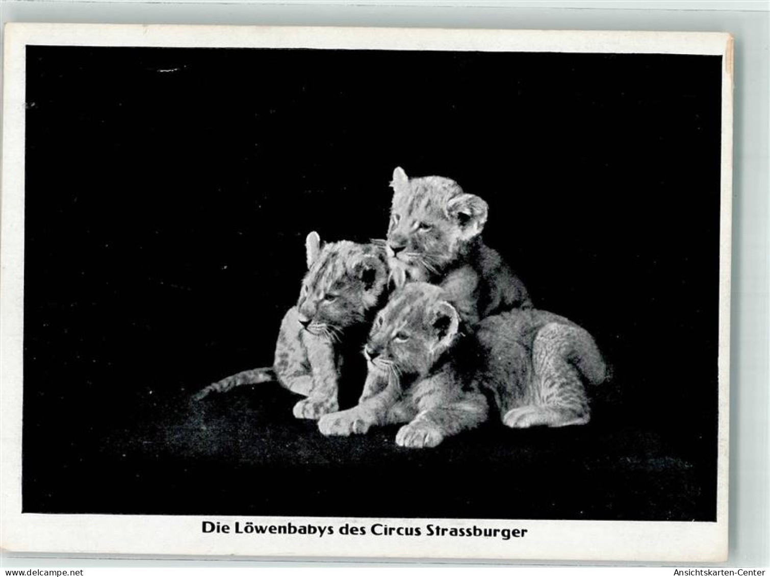 10677911 - Strassburger Loewenbabys - Other & Unclassified