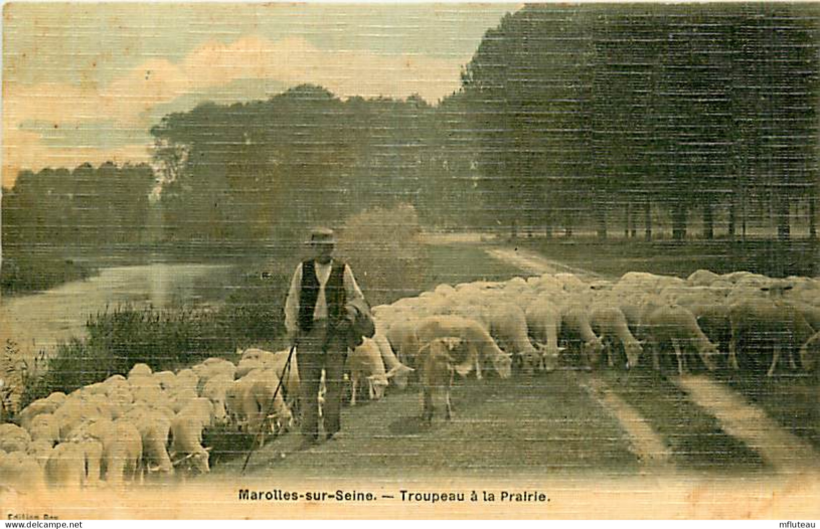 77* MAROLLES SUR SEINE  Troupeau Moutons        RL08.1198 - Breeding