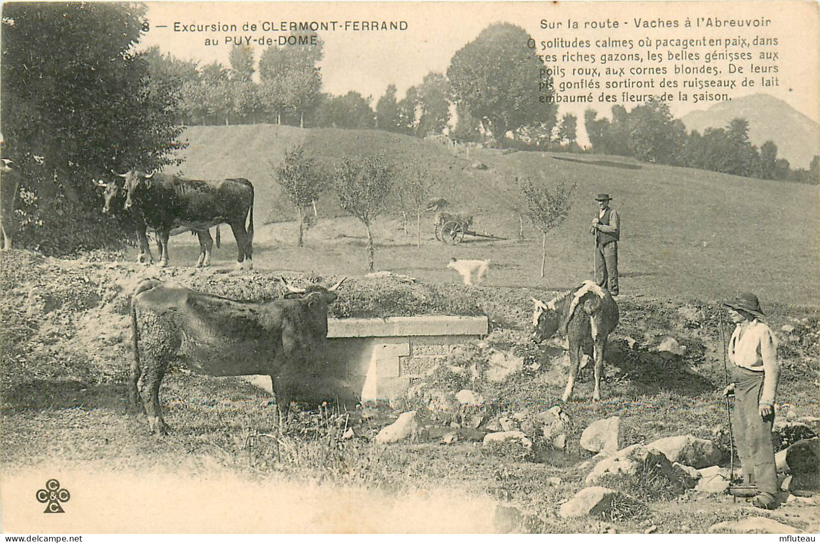 63* CLERMONT FERRAND  PUY DE DOME Vaches Au Paturage    RL12.0224 - Clermont Ferrand
