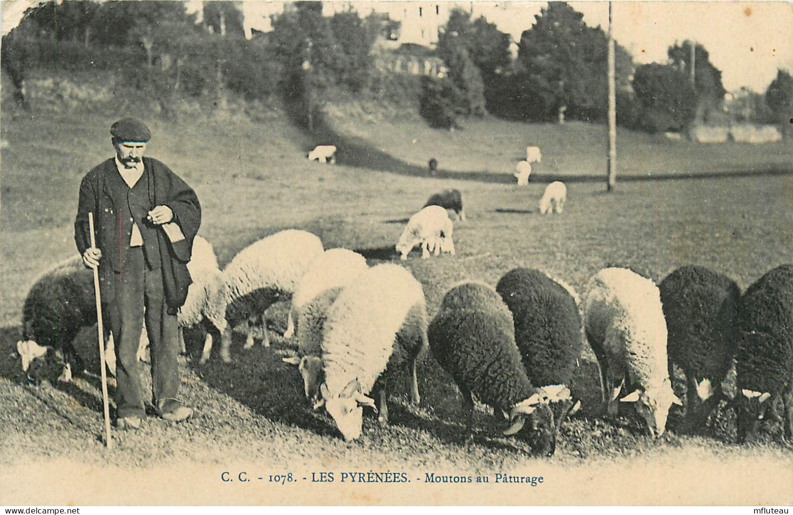 65* PYRENEES  Moutons Au Paturage     RL12.0427 - Other & Unclassified