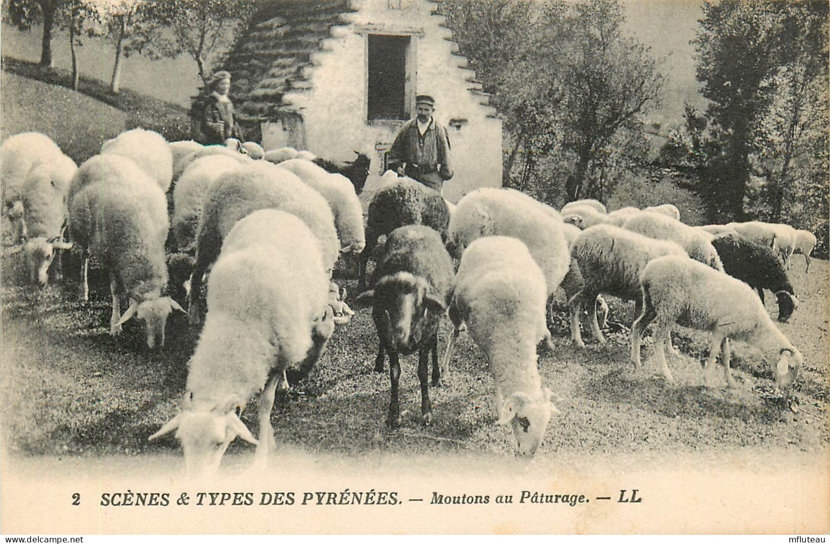 64* PYRENEES  Moutons Au Paturage    RL12.0372 - Other & Unclassified