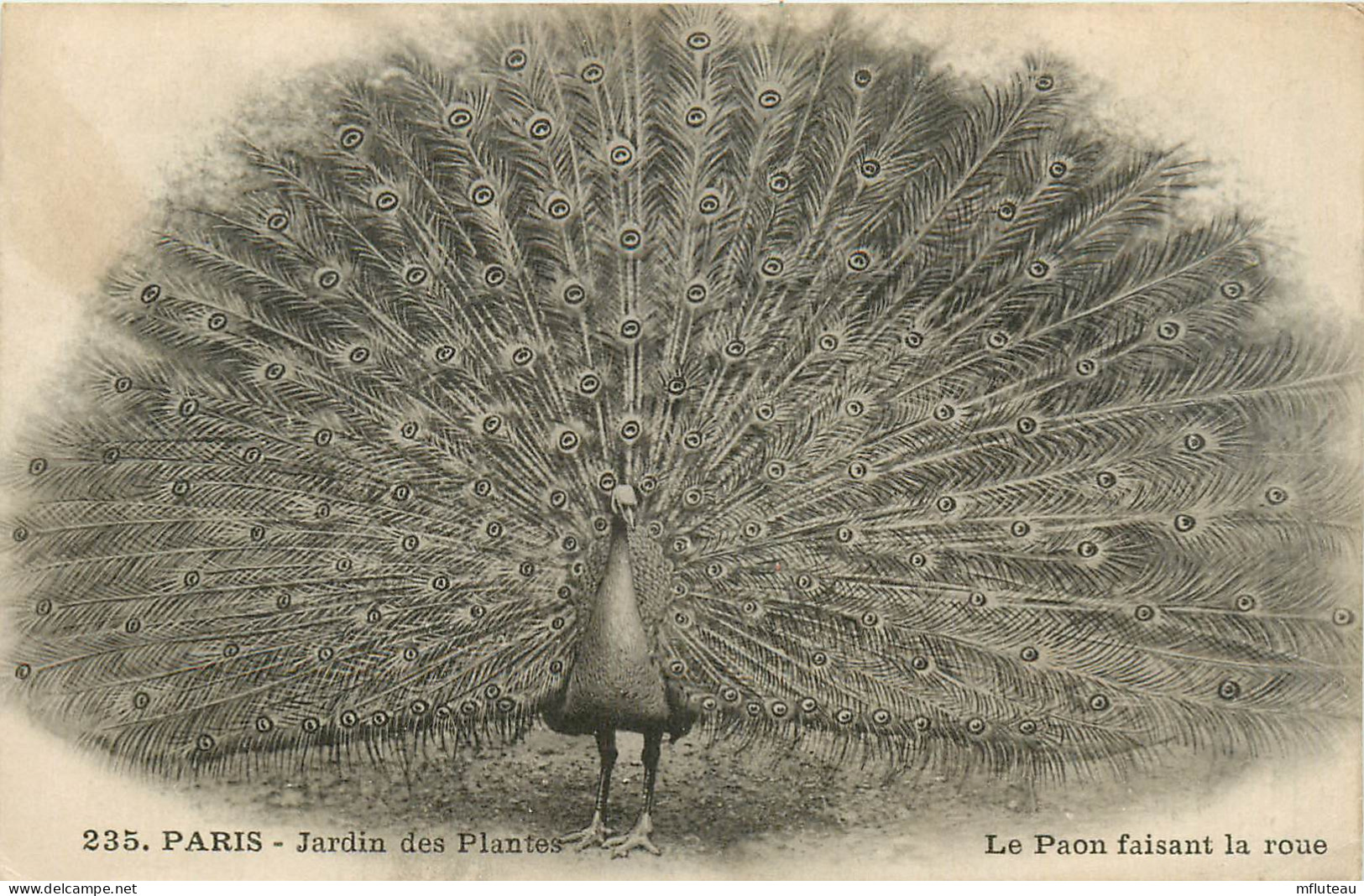 75* PARIS (5)   Jardin Des Plantes    Paon  RL27,0243 - Paris (05)