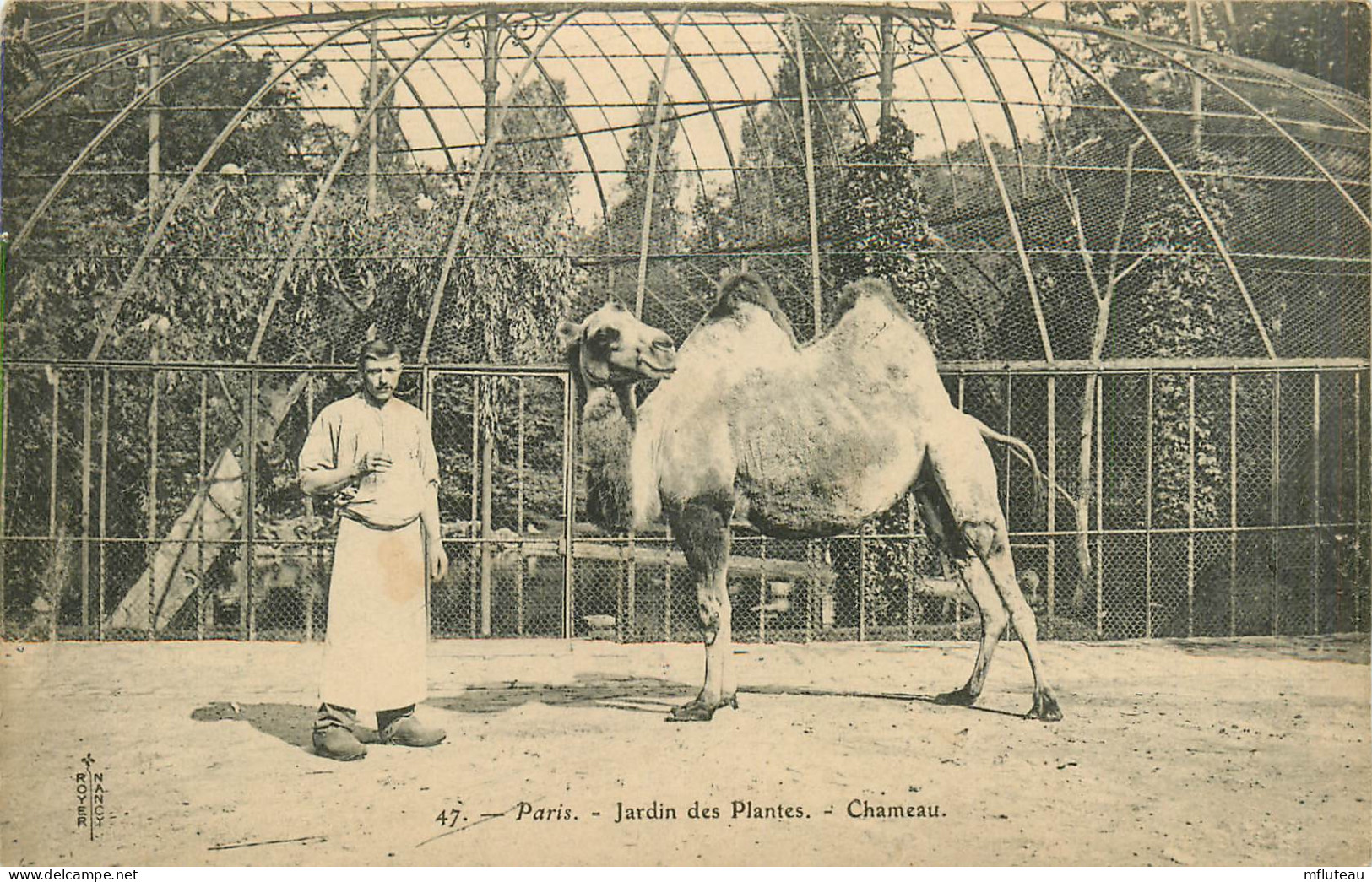 75* PARIS (5)   Jardin Des Plantes    Chameau  RL27,0241 - Paris (05)