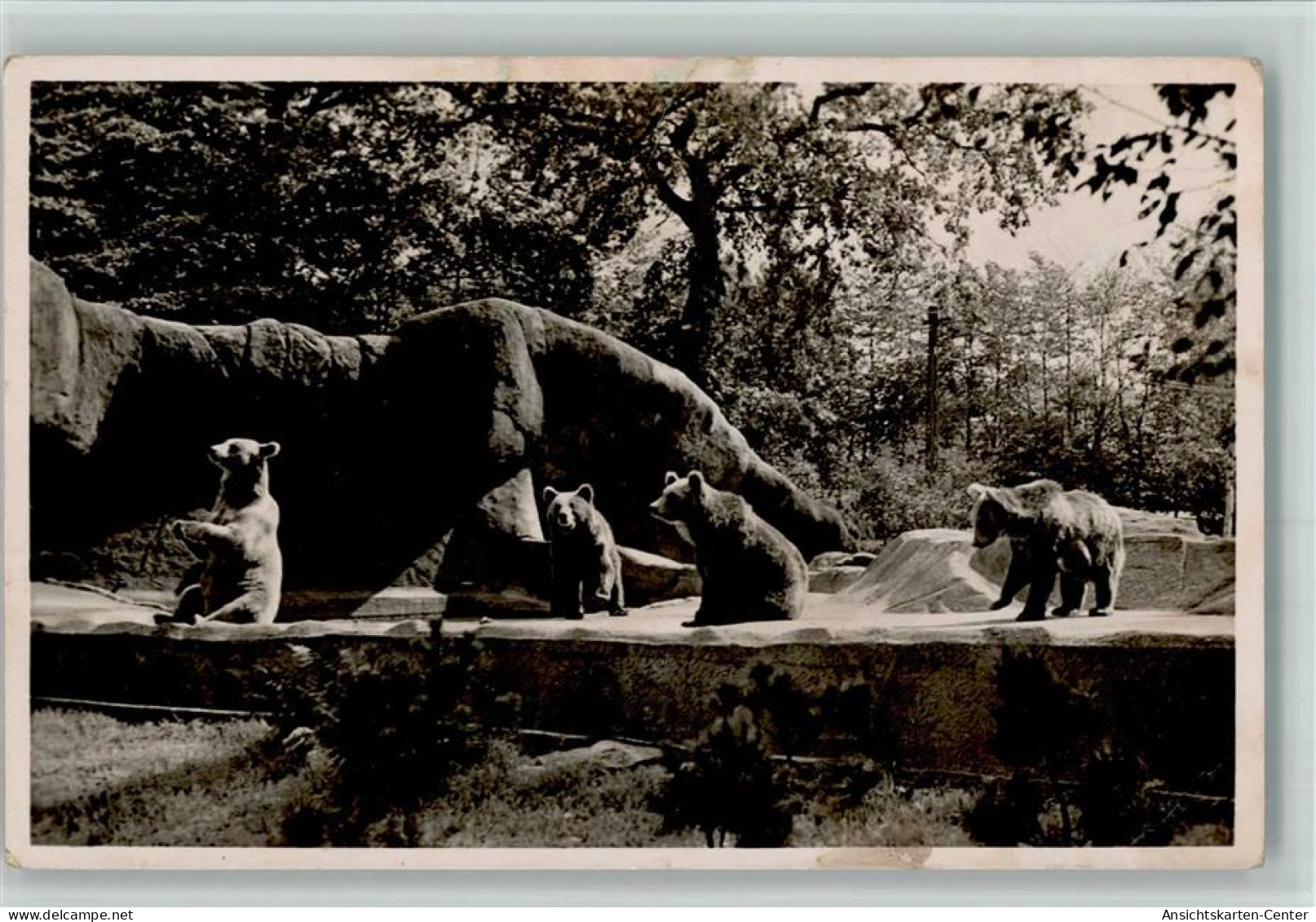 10500111 - Zoo Hagenbeck Braunbaeren Schlacht Ca 1938 AK - Autres & Non Classés