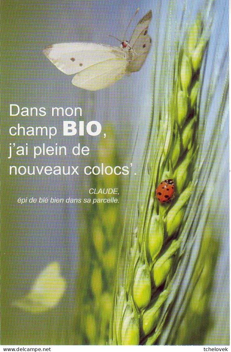 Thèmes. Animaux. Papillons Coccinelle Blé - Schmetterlinge