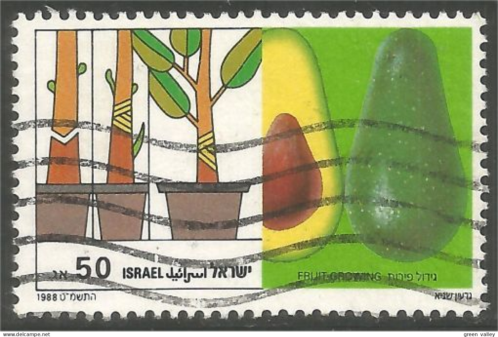 FR-11 Israel Fruits Avocat Aguacate Avocado - Obst & Früchte
