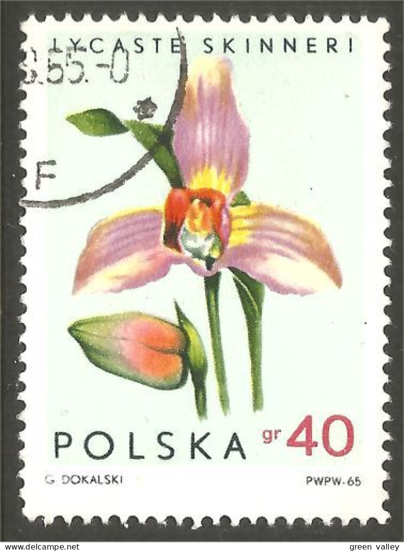 FL-14 Polska Orchidée Orchid Orchidee Orchidea Orquidea - Orchidées