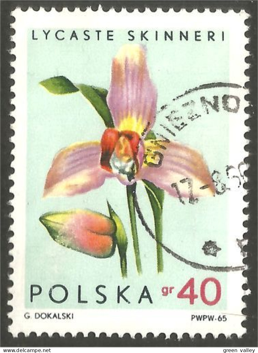 FL-15 Polska Orchidée Orchid Orchidee Orchidea Orquidea - Orchids