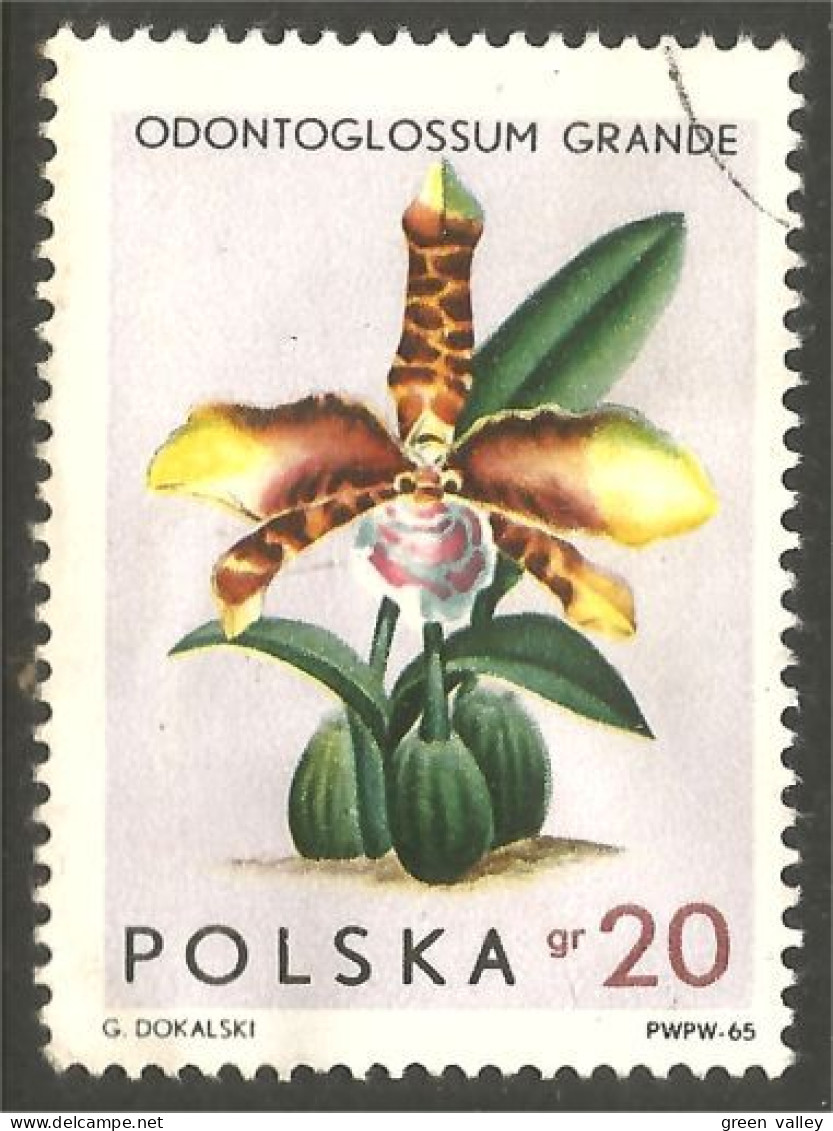 FL-11 Polska Orchidée Orchid Orchidee Orchidea Orquidea - Orchideen