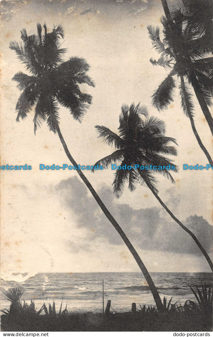 R057057 Sunset With Palms On Shore. Plate. No 26. B. Hopkins - Monde