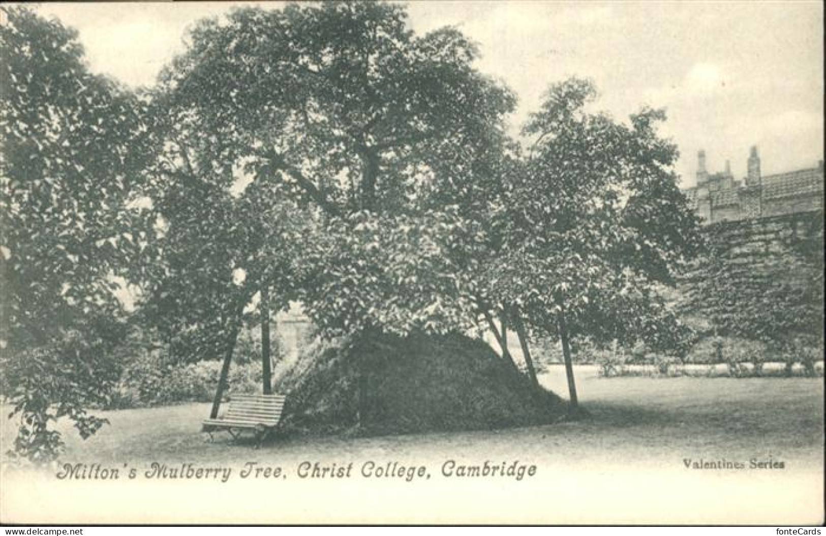 10990541 Cambridge Cambridgeshire Miltons Mulberry Tree Christ College  Cambridg - Autres & Non Classés