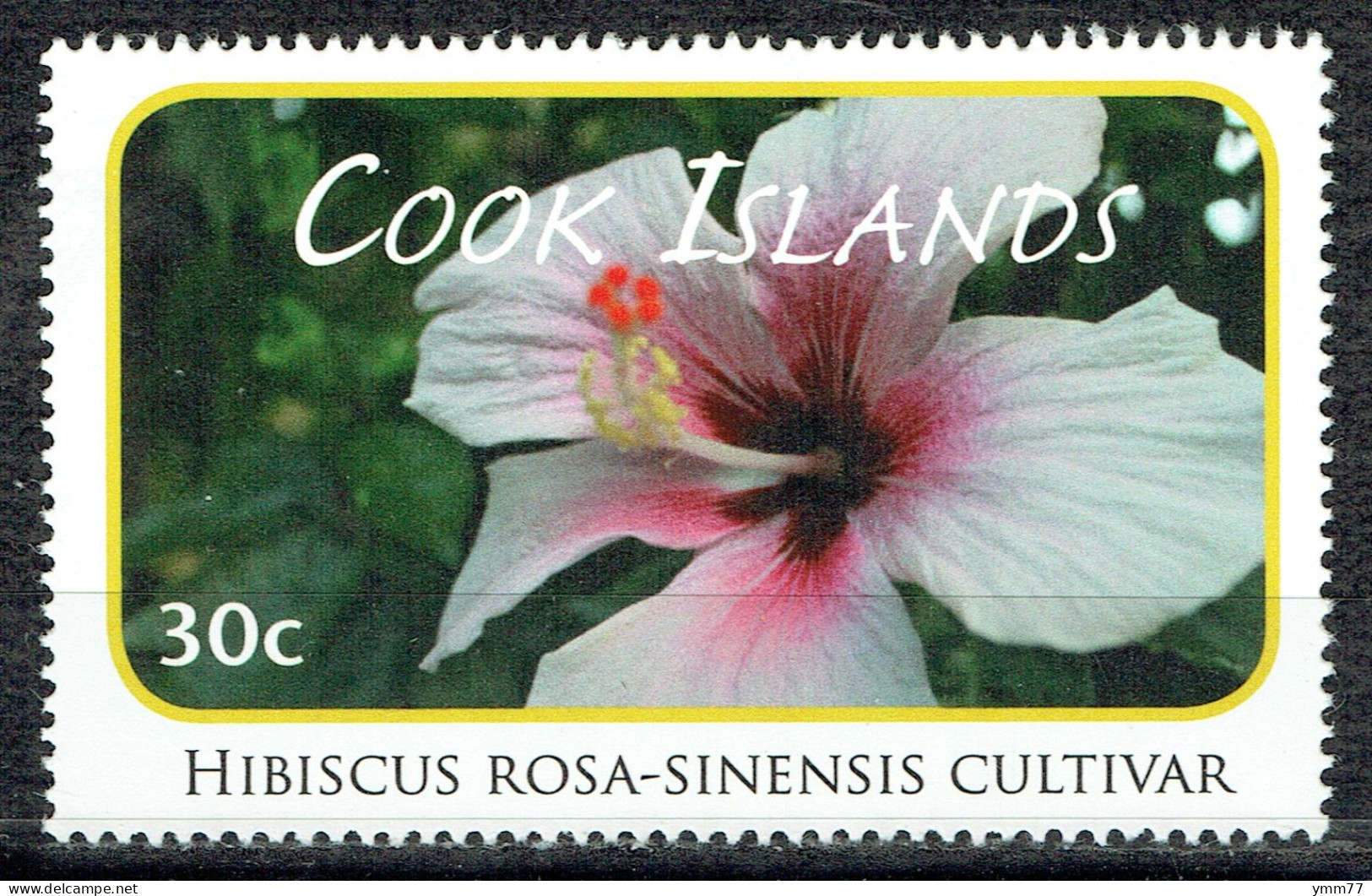 Série Courante. Fleurs : Hibiscus Rosa-sinensis Cultivar - Cook