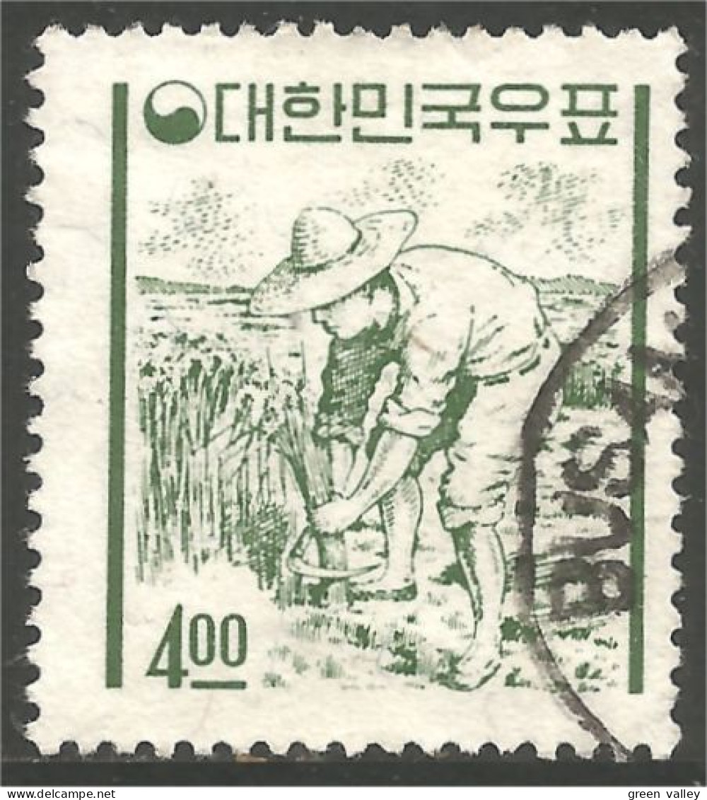 AL-126 Korea Rizière Cueillette Riz Rice Harvesting Field Agriculture - Food