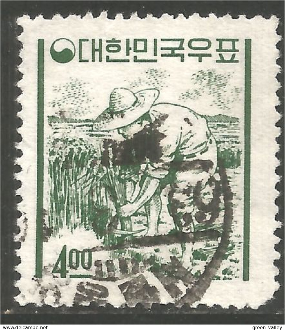 AL-123 Korea Rizière Cueillette Riz Rice Harvesting Field Agriculture - Levensmiddelen