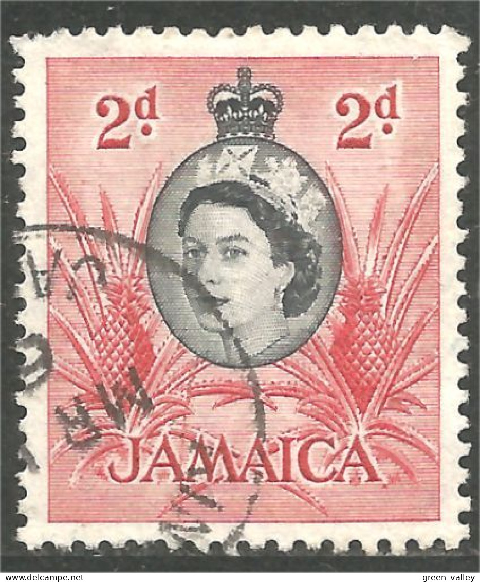 AL-114 Jamaica QEII Ananas Pineapple Agriculture - Food