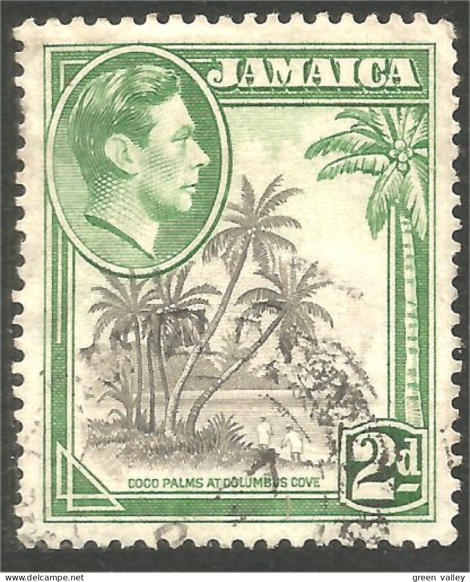 AL-110 Jamaica George VI Cocotier Coconut Palm Palmier Agriculture - Food