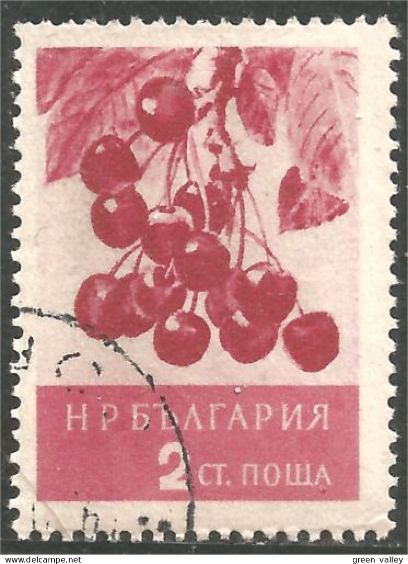 AL-84 Bulgarie Cerises Cherry Cherries Kersen Kirschen Ciliegie Cerezas Cerejas Agriculture - Food