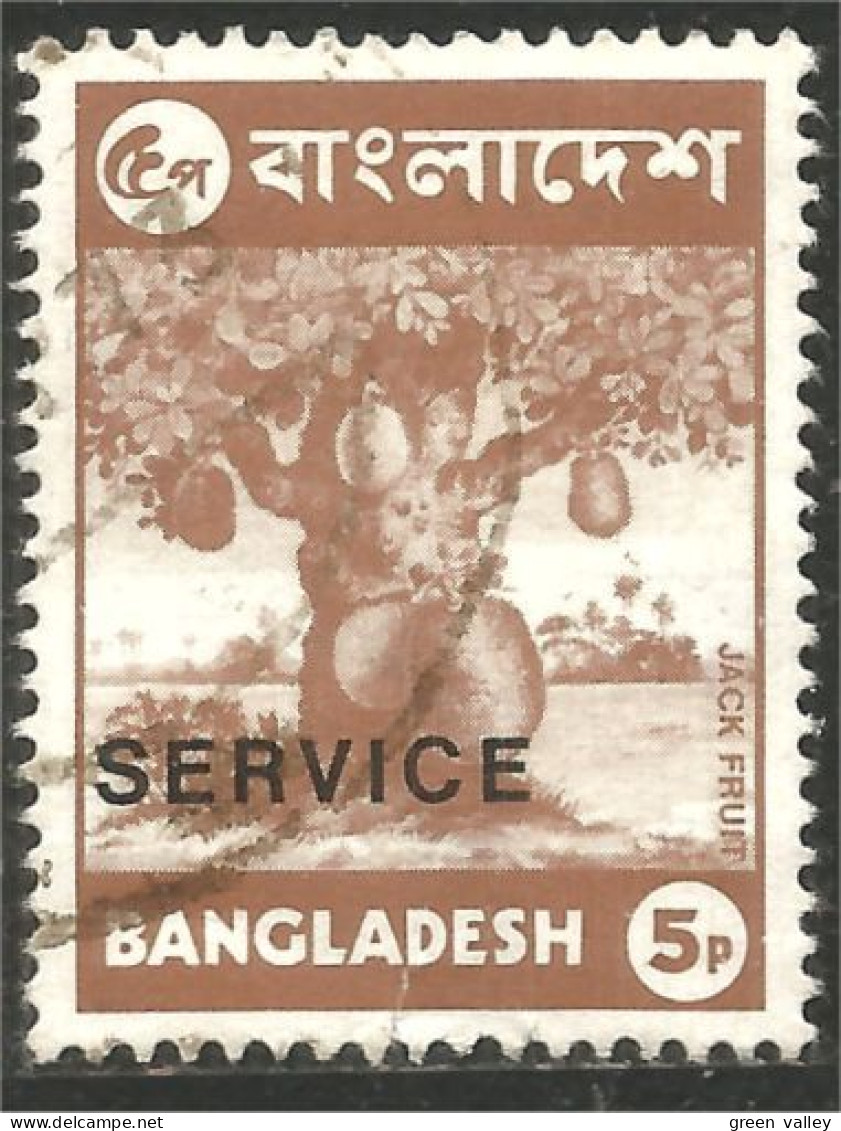 AL-76 Bangladesh Arbre Jacquier Jackfruit Tree Fruit Agriculture - Levensmiddelen