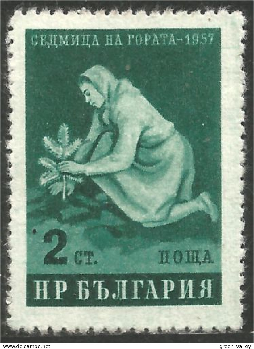 AL-77 BulgarieFemme Woman Planting Tree Plantation Arbre Agriculture No Gum - Food