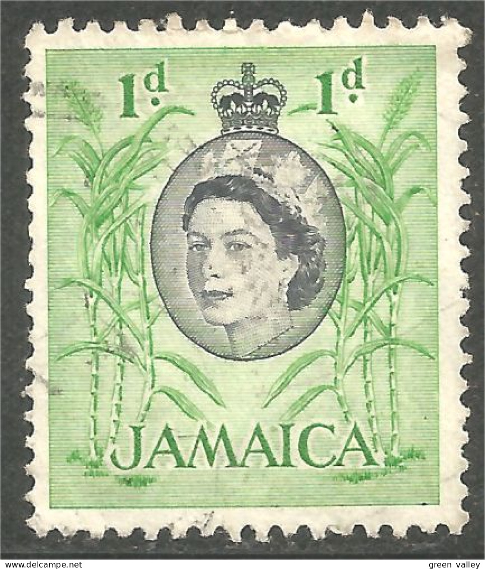 AL-51 Jamaica Elizabeth Canne Sucre Sugar Cana Azucar  - Alimentation