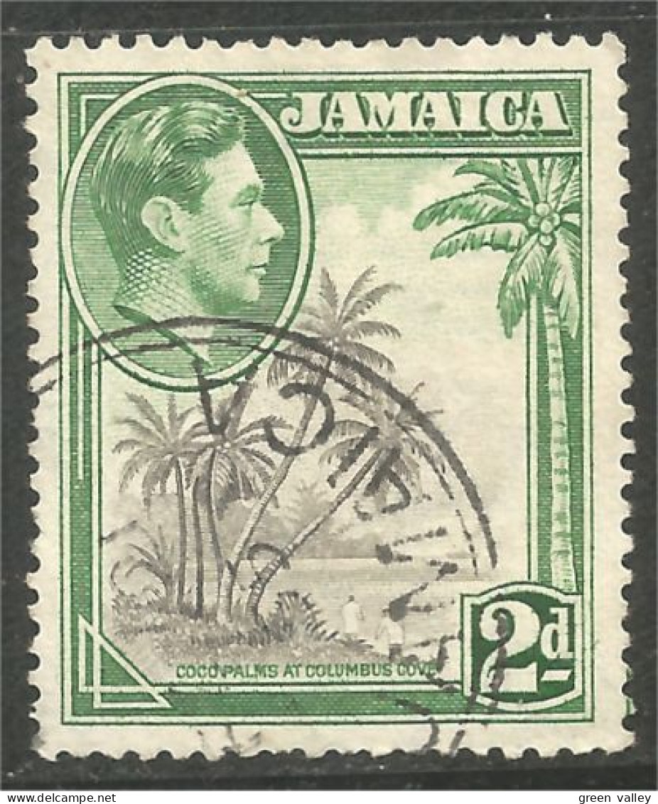 AL-45 Jamaica George V Coco Palms Palmiers Cocotiers  - Alimentation