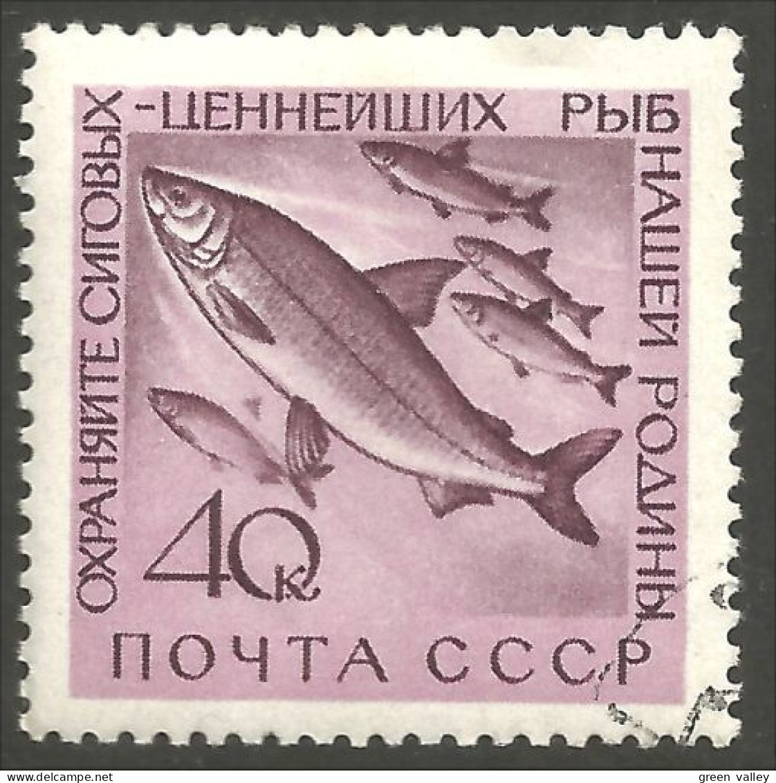 AL-25 Russia Poisson Saumon Salmon Fische Fish Piscis Pesci Vis - Food