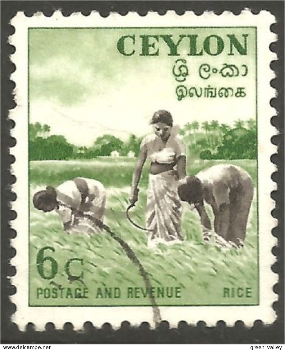 AL-13 Ceylon Riz Rice Rijst Reis Arroz Rizo - Alimentation