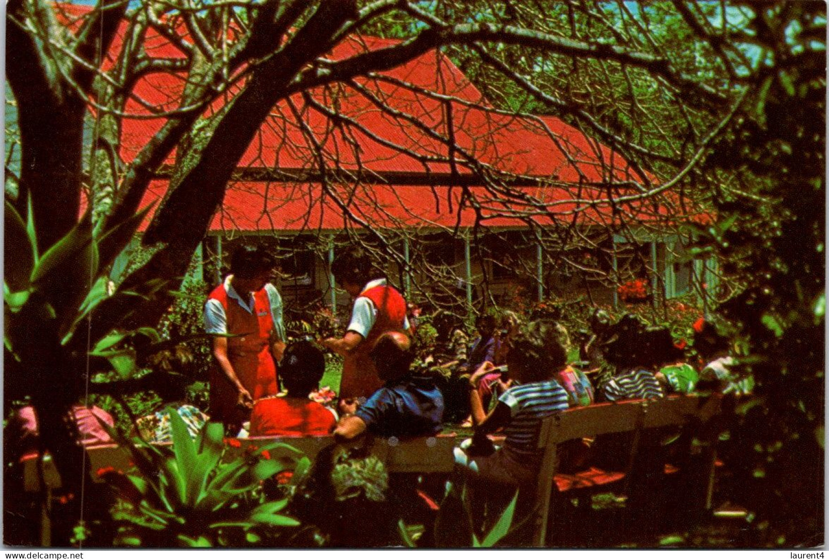 20-5-2024 (5 Z 38) Norfolk Island (posted To Australia 1977 With Butterfly Stamp) Morning Tea - Norfolk Island
