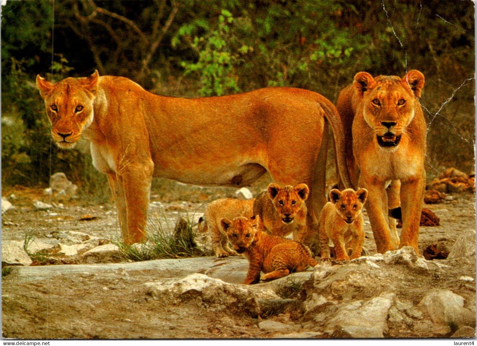 20-5-2024 (5 Z 38) South Africa (posted To Australia) Lion Family - Löwen