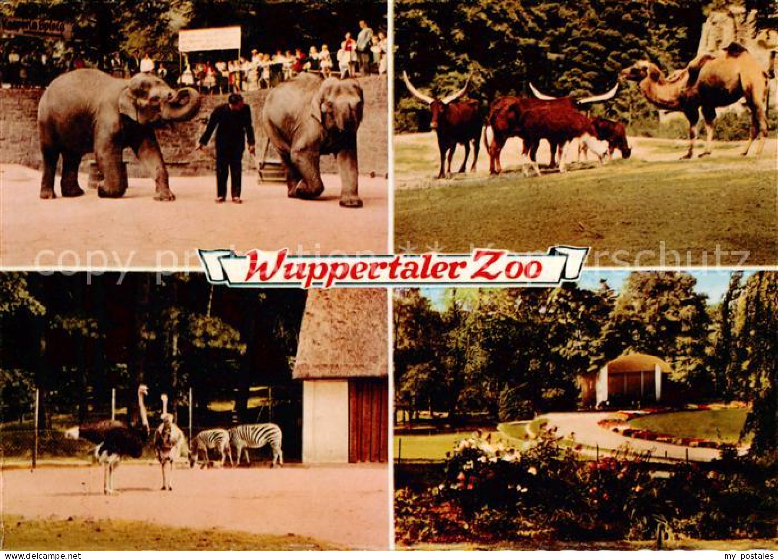 73832910 Wuppertal Zoo Elefanten Zebras Strausse Kamel Longhornrinder Wuppertal - Wuppertal