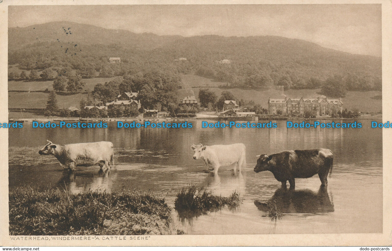 R057793 Waterhead. Windermere A Cattle Scene. Abraham. 1924 - Monde
