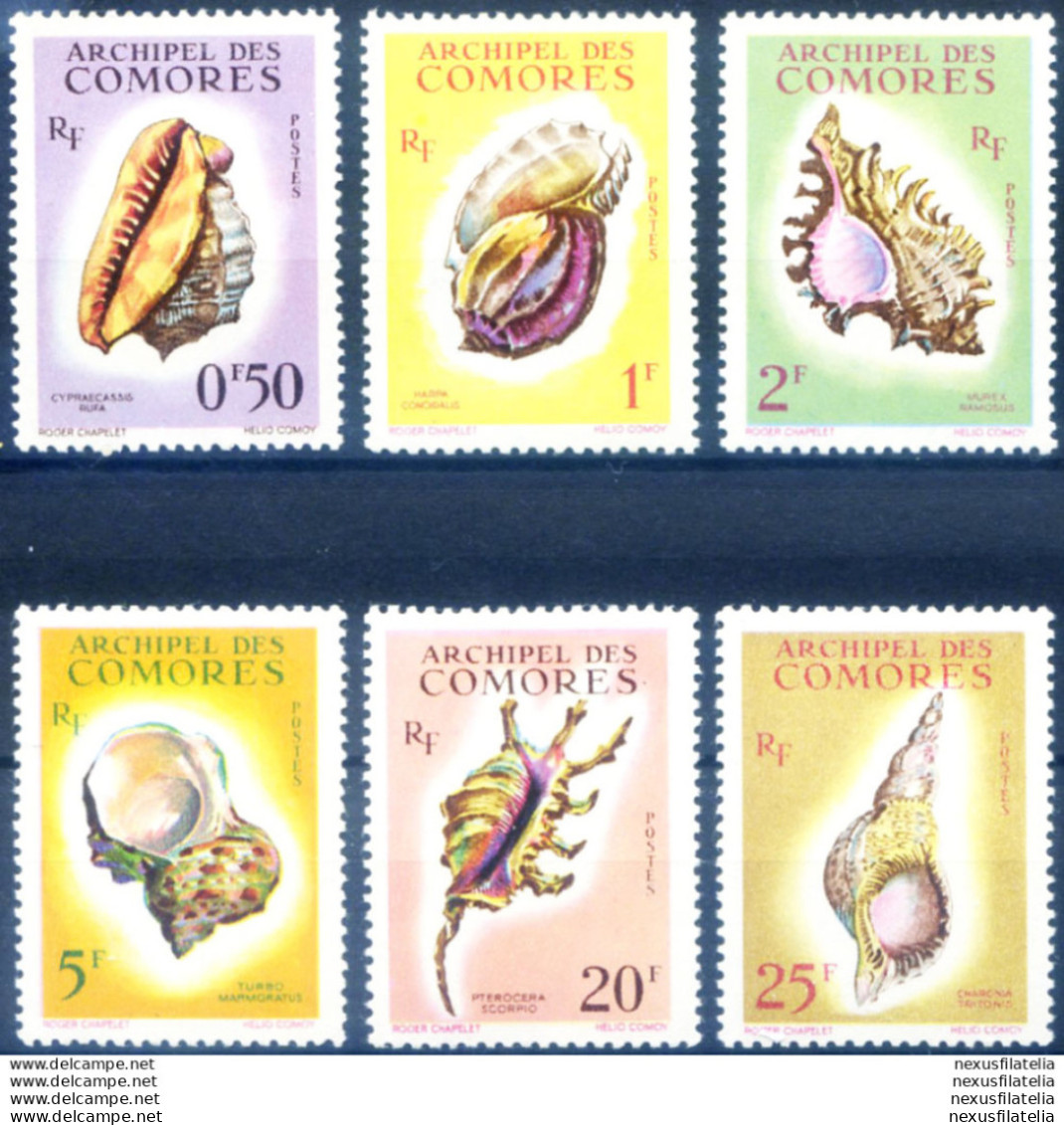 Conchiglie 1962. - Comores (1975-...)