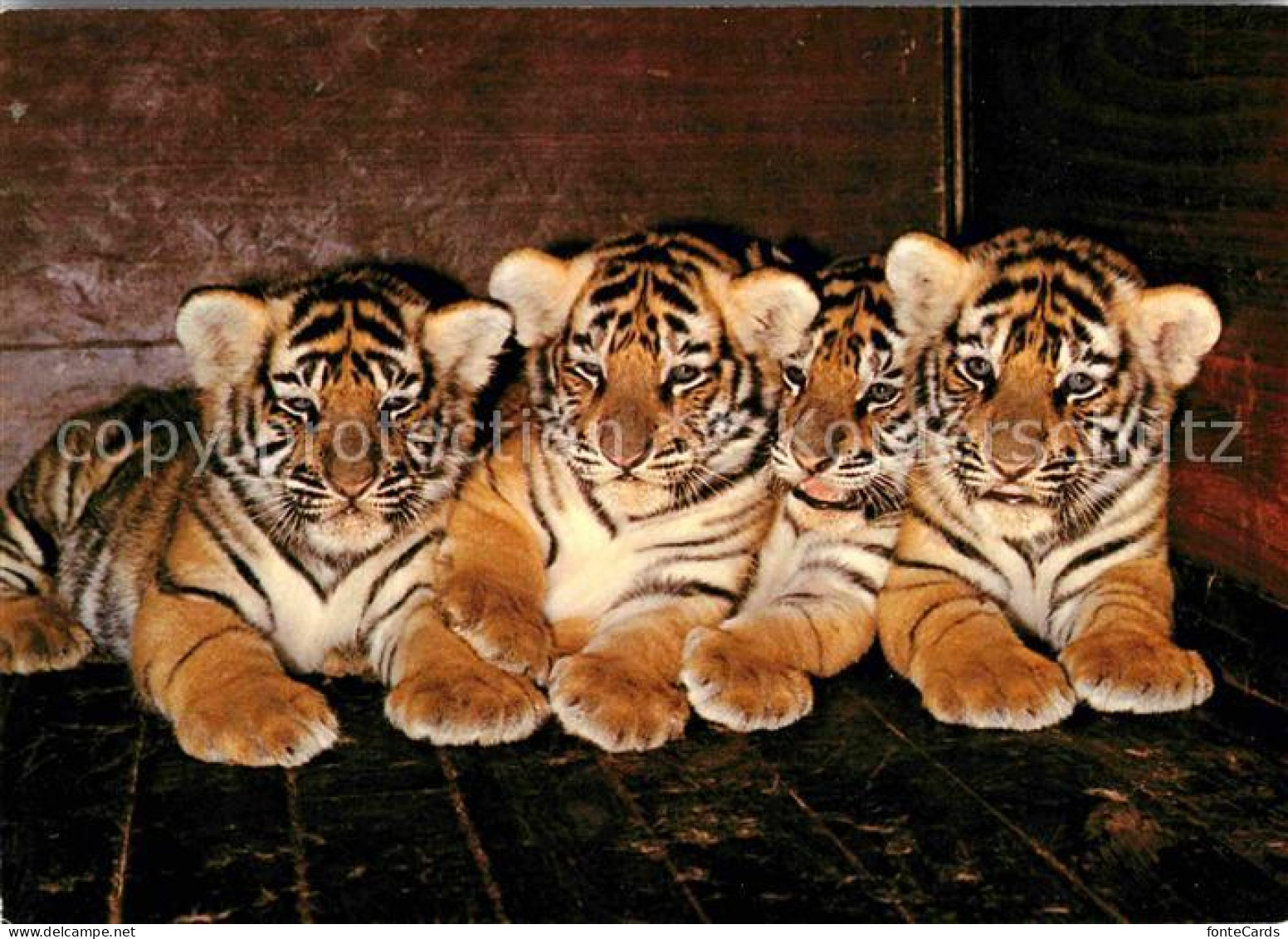 72621688 Tiger Zoo Basel Tiger-Vierlinge - Autres & Non Classés