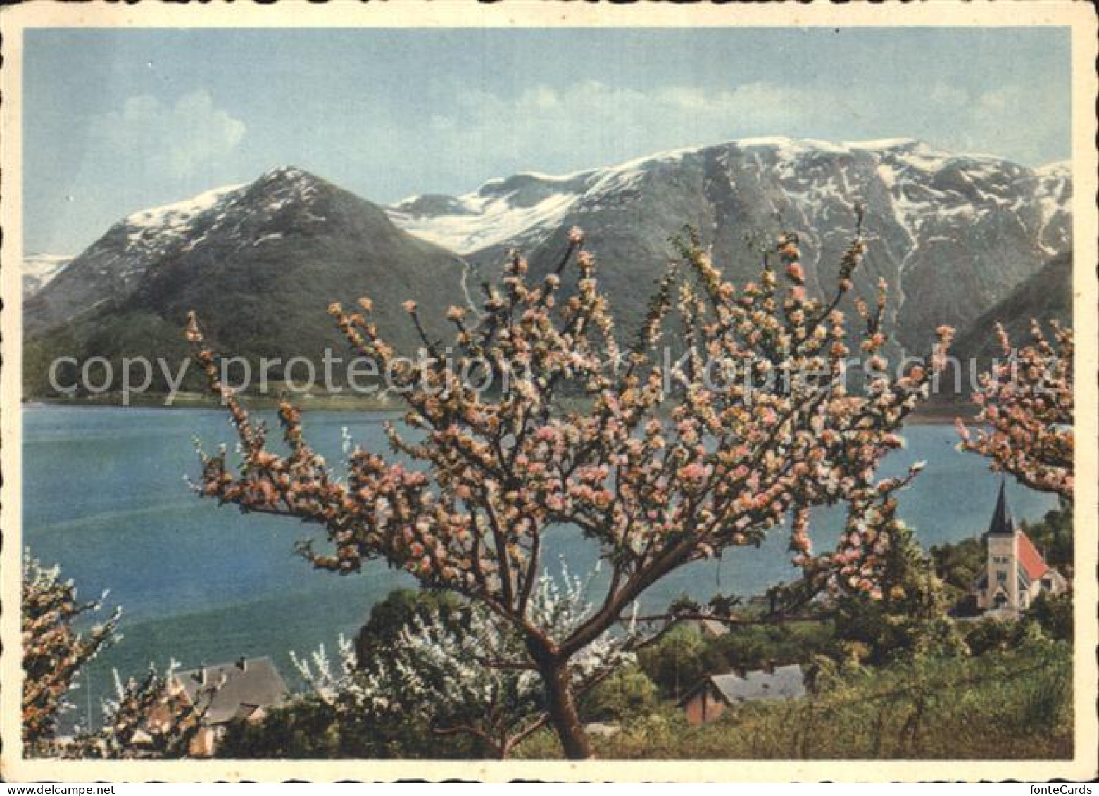 72569715 Hardanger Utne Baumbluete Hardanger - Noorwegen