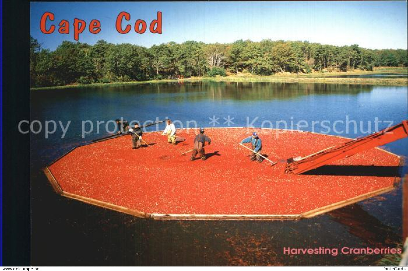 72555747 Cape Cod Mass. Harvesting Cranberries Cape Cod Mass. - Other & Unclassified