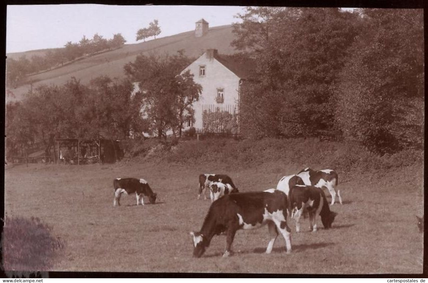 Fotografie Brück & Sohn Meissen, Ansicht Gauernitz, An Der Pinkowitzmühle Im Regenbachtal Mit Kühen  - Orte