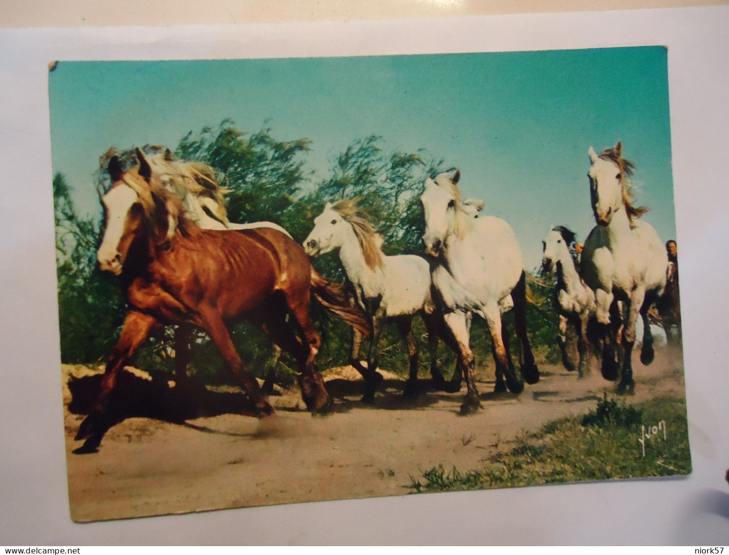 FRANCE POSTCARDS  HORSES EN CAMARGUE  CRINIRE AU VENT 1972 - Horses