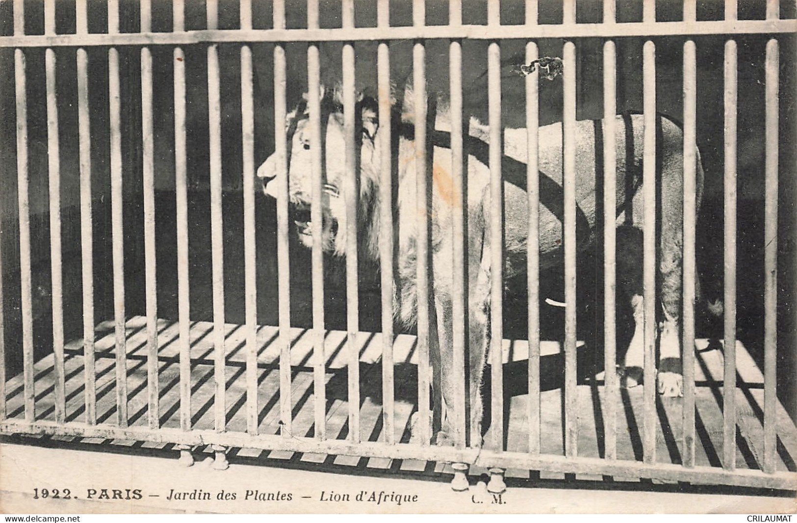 75-PARIS-JARDIN DES PLANTES LION D AFRIQUE-N°T5308-B/0025 - Parcs, Jardins