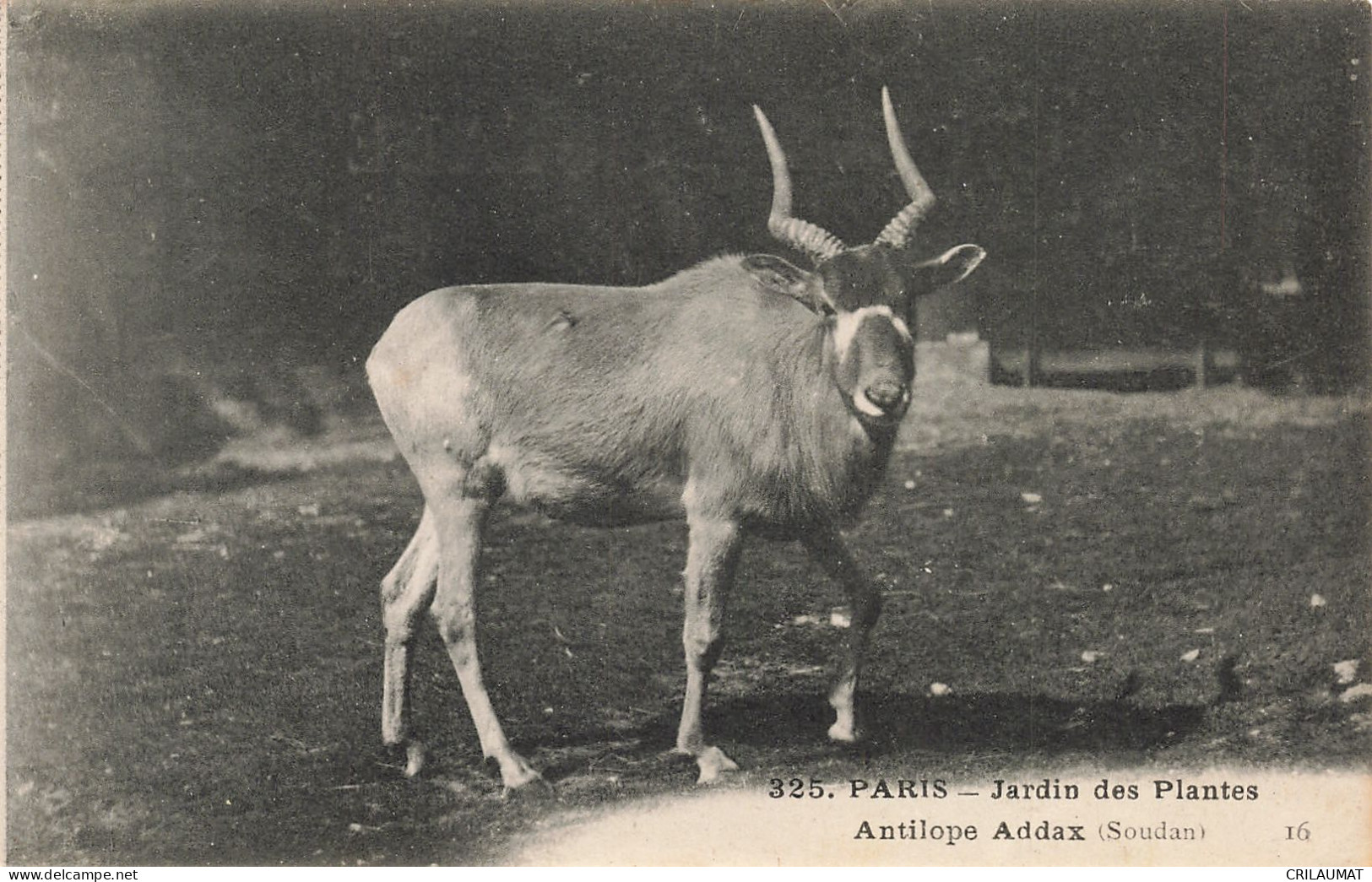 75-PARIS-JARDIN DES PLANTES ANTILOPE ADDAX-N°T5308-A/0103 - Parks, Gardens