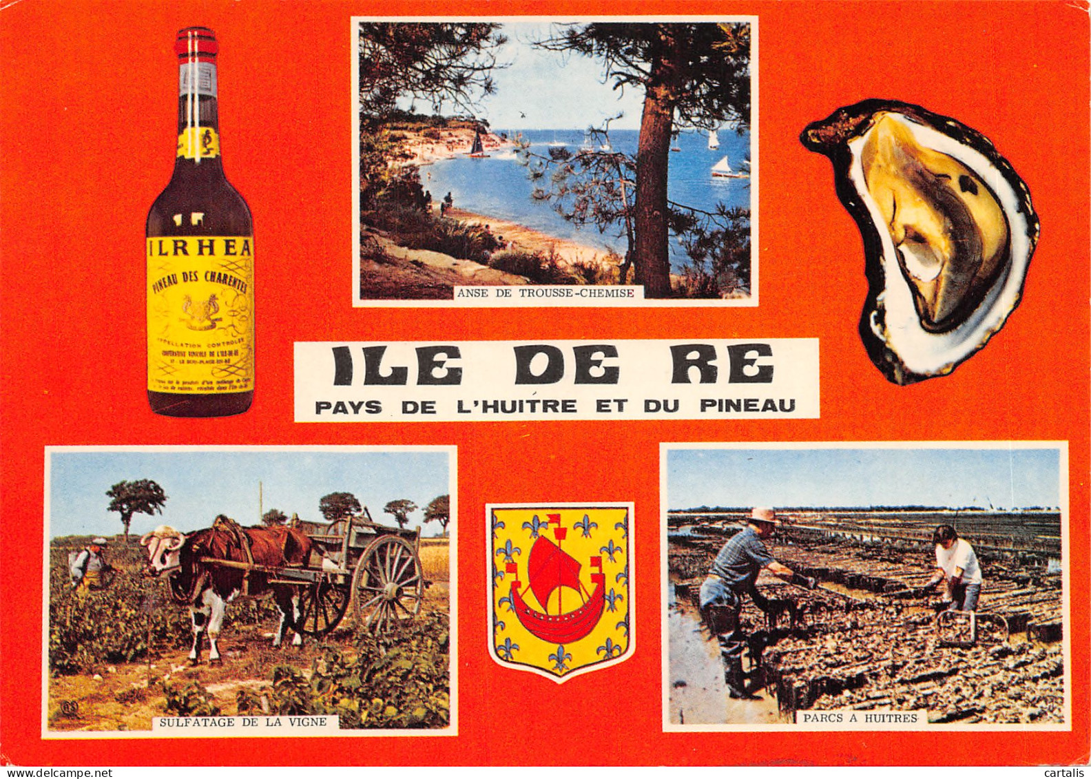 17-ILE DE RE-N 587-D/0181 - Ile De Ré