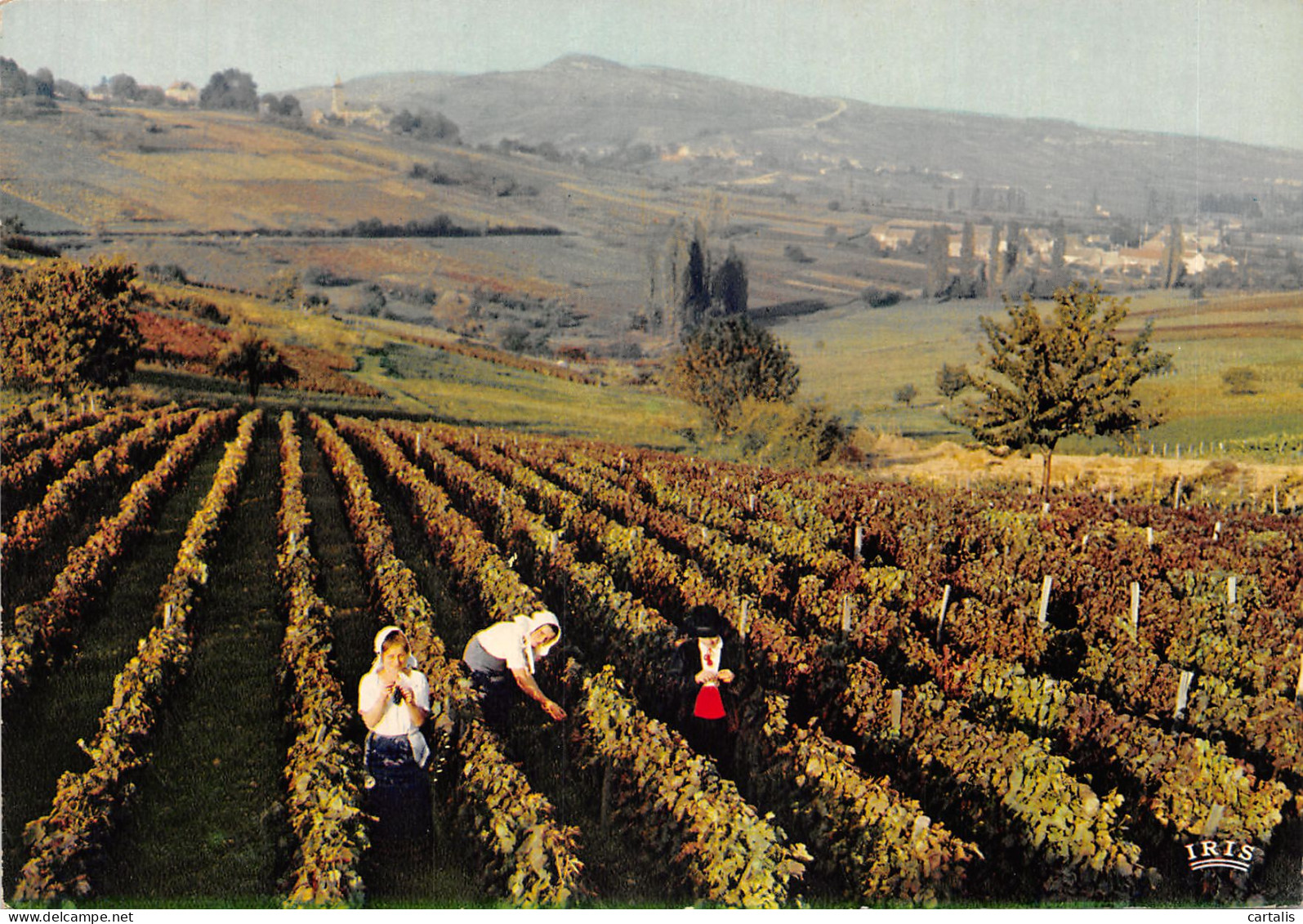 21-SCENE DE BOURGOGNE-VENDANGES-N 588-B/0023 - Other & Unclassified