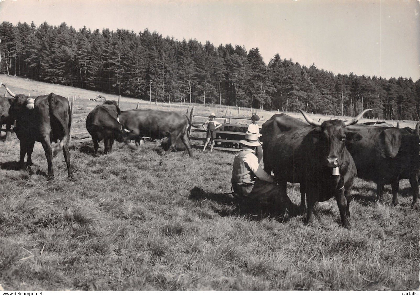 15-PAYSAGE AUVERGNAT-LA TRAITE DES VACHES-N 597-B/0305 - Autres & Non Classés