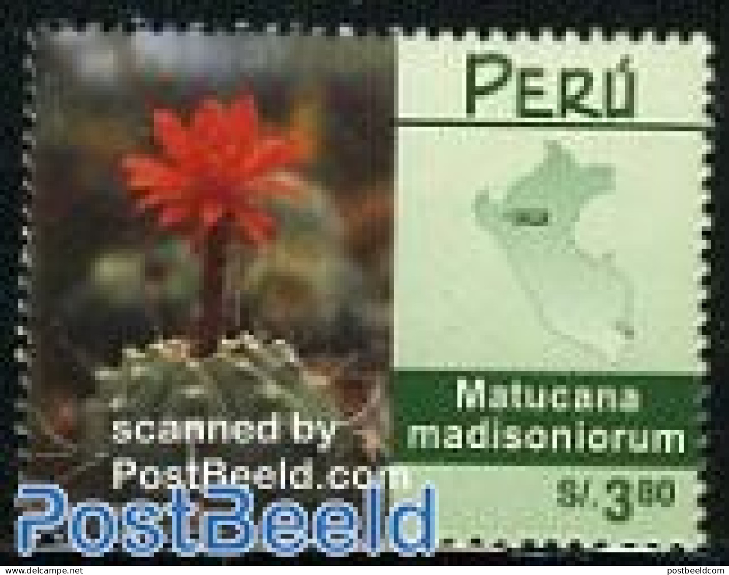 Peru 2000 Matucana Madisoniorum 1v, Mint NH, Nature - Various - Cacti - Flowers & Plants - Maps - Cactusses