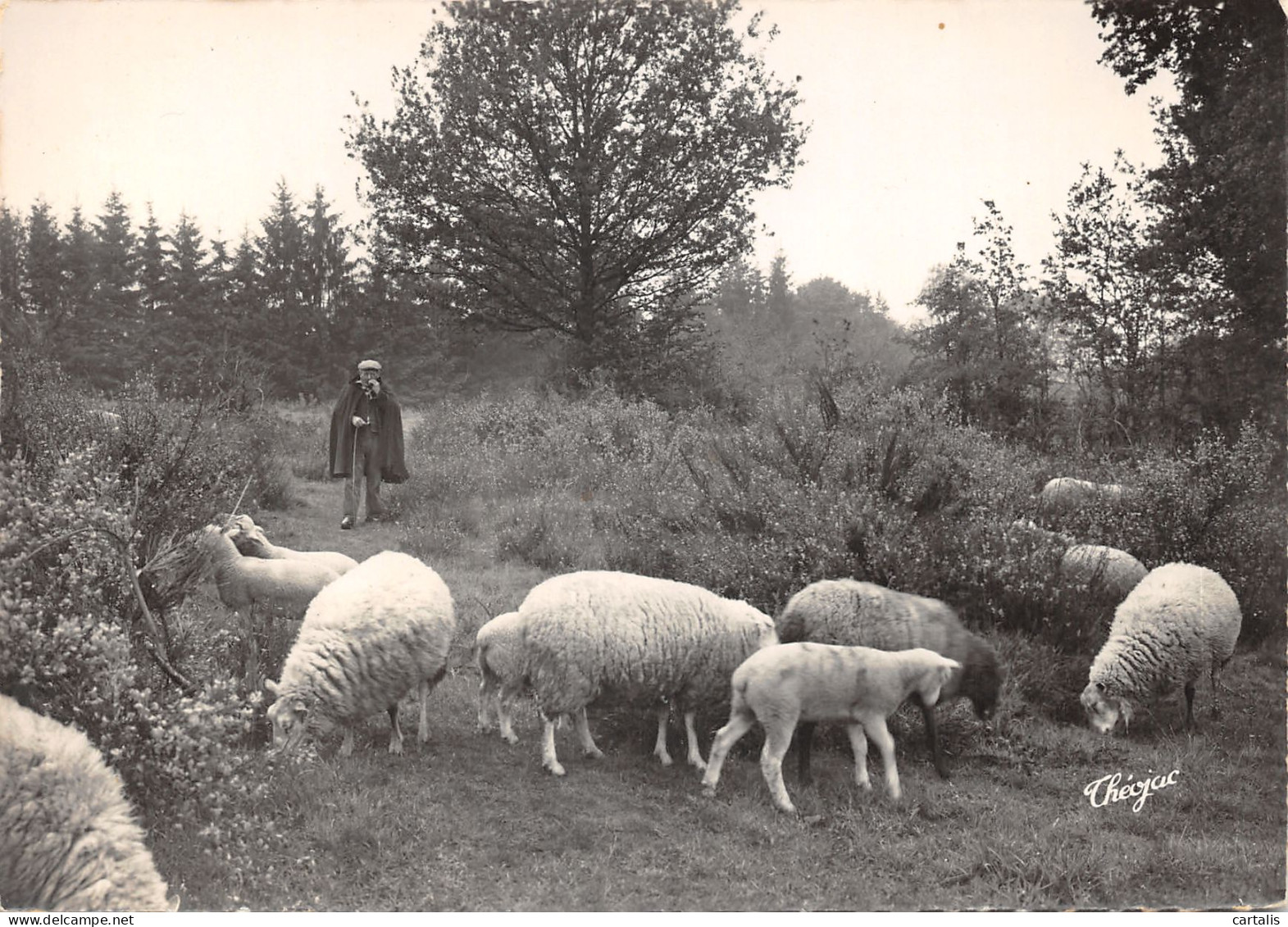 23-SAINT YRIEUX LA MONTAGNE-TROUPEAU ET SON BERGER-N 598-C/0039 - Sonstige & Ohne Zuordnung