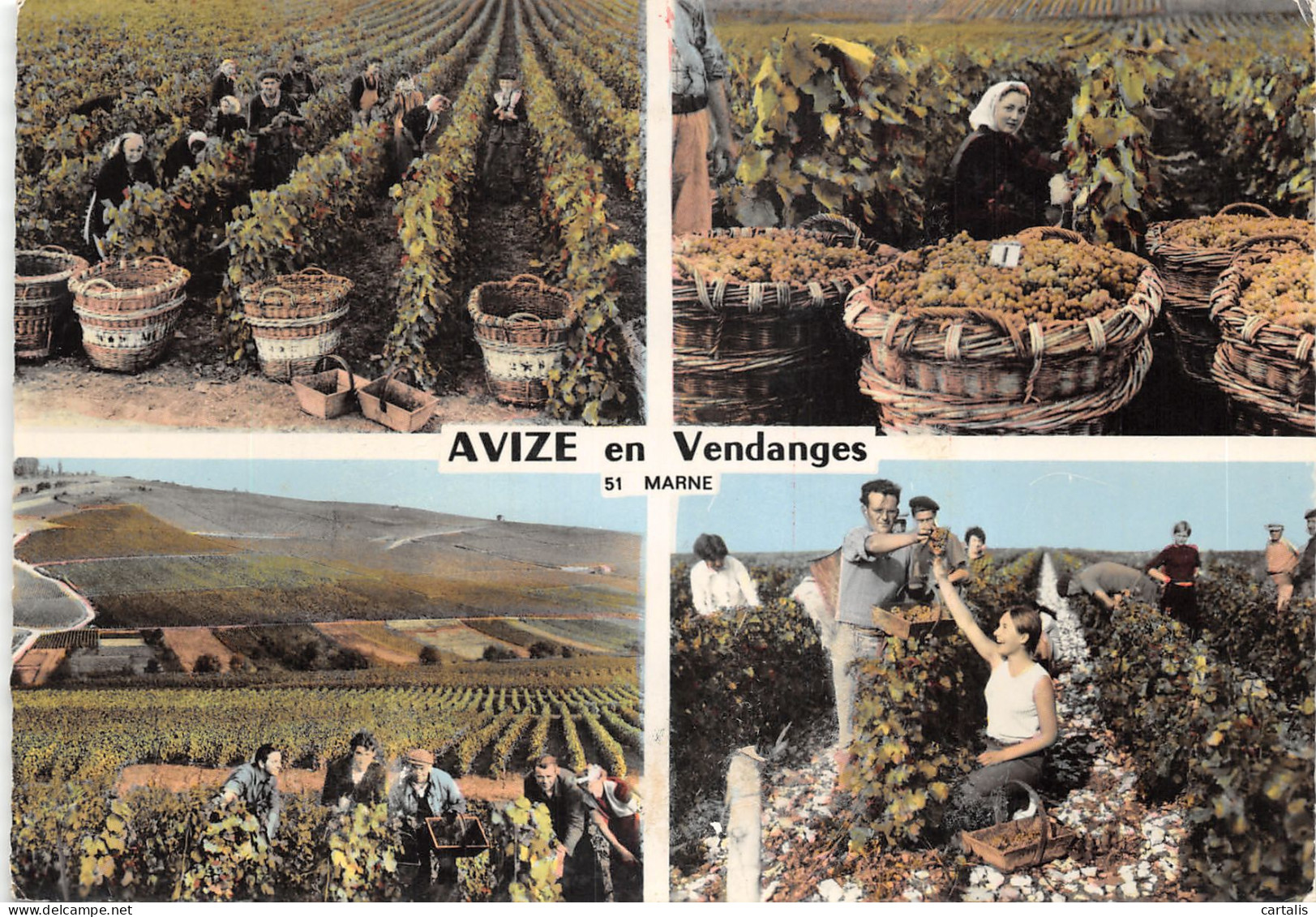 51-AVIZE-LES VENDANGES-N 601-C/0223 - Other & Unclassified